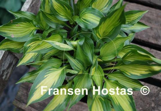 Hosta Hidden Cove